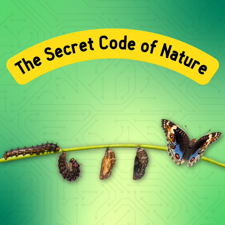 The Secret Code of Nature: How Patterns and Algorithms Shape Our World